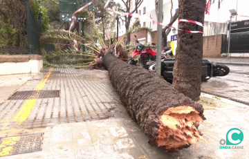 Una palmera caida por la fuerza de las últimas borrascas