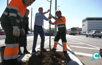 El alcalde y la concejala de Parques y Jardines del Ayuntamiento de Cádiz, Loli Pavón, han supervisado los trabajos de plantación. 
