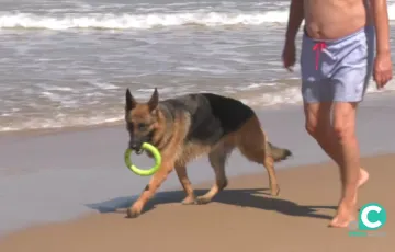 Perros en la playa
