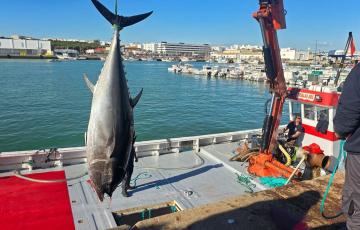 Las primeras capturas se encuentran en el puerto barbateño