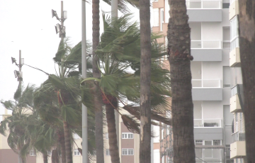 Palmeras azotadas por la fuerza del temporal en la avenida de la Bahía