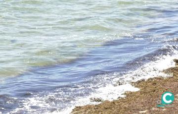 Imagen del alga asiática en la costa gaditana 