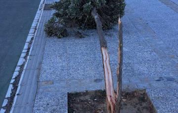 Uno de los cinco árboles destrozados en el Paseo Marítimo de Cádiz.