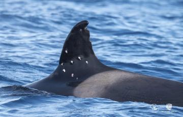 Imagen de archivo de una de las orcas con posibles marcas de perdigones en su aleta dorsal
