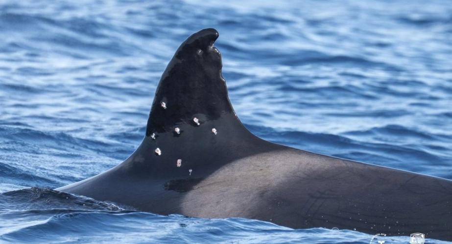 Dorsal del cetaceo herido