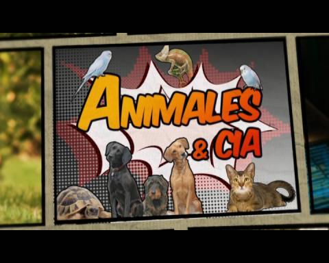 Animales y cía