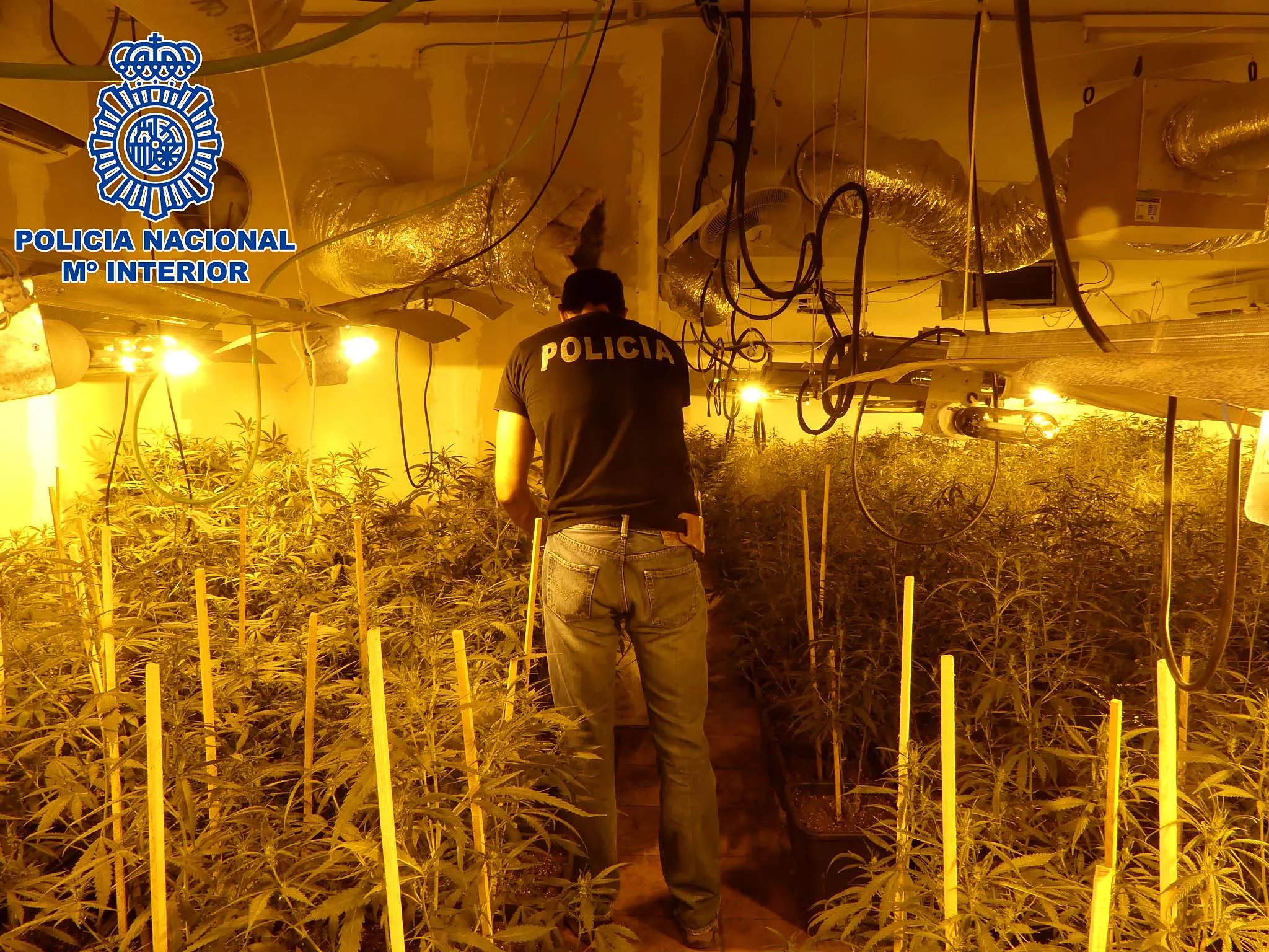 noticias cadiz 2018-08-21 Sanlúcar Plantación Marihuanaok.jpg