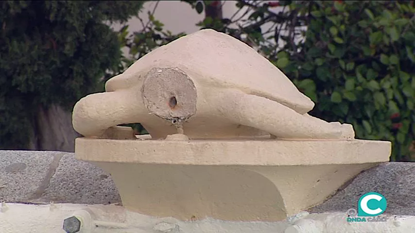 noticias cadiz tortuga.jpg