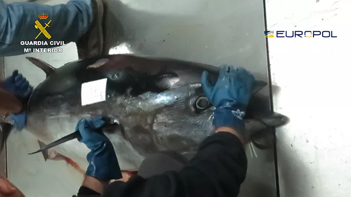 noticias cadiz_op_tarantelo_1.jpg