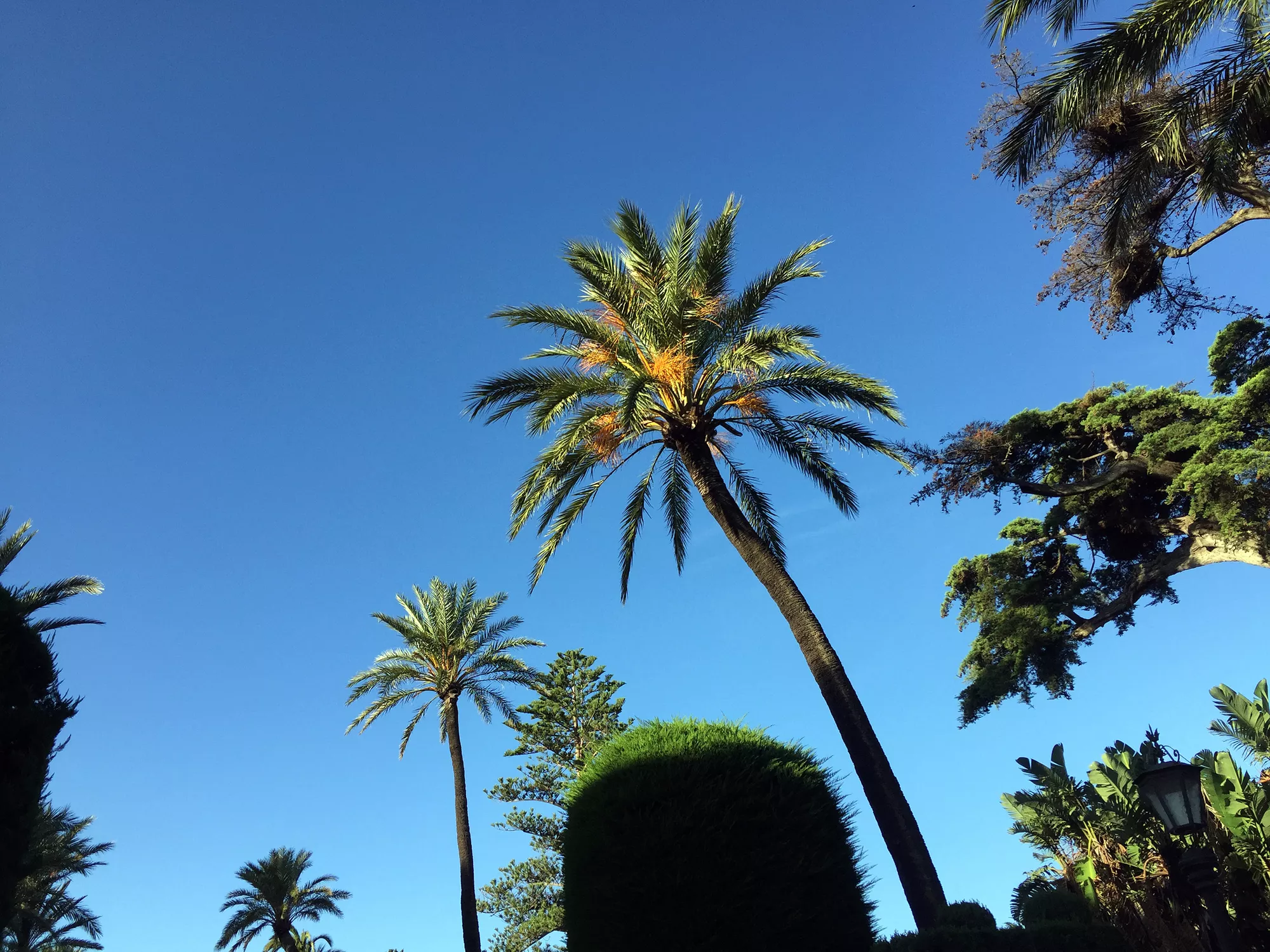 noticias cadiz picudo rojo.jpg