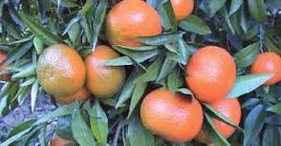 noticias cadiz naranjo.jpg