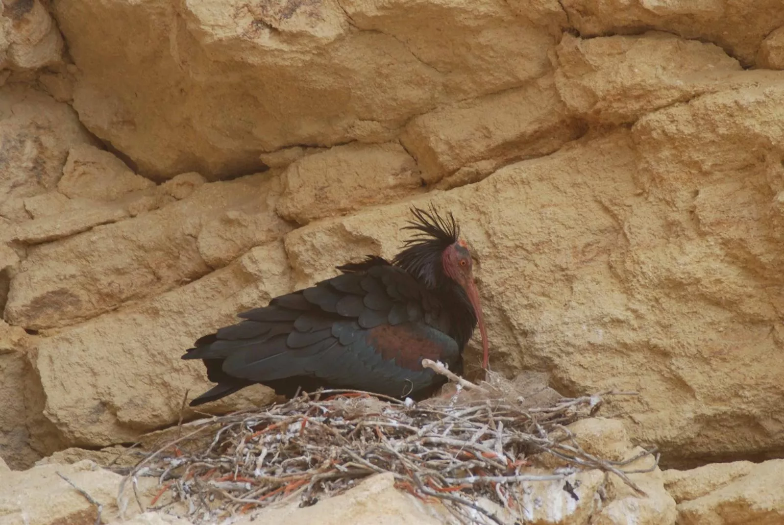 noticias cadiz ibis eremita.jpg