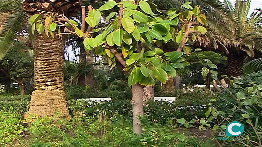 noticias cadiz jardin botanico_0.jpg
