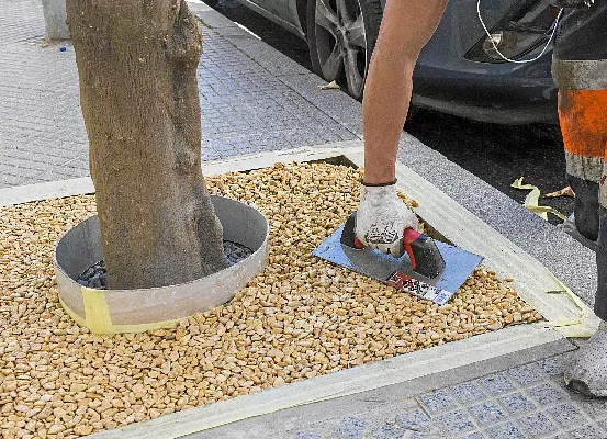 noticias cadiz alcorques.jpg