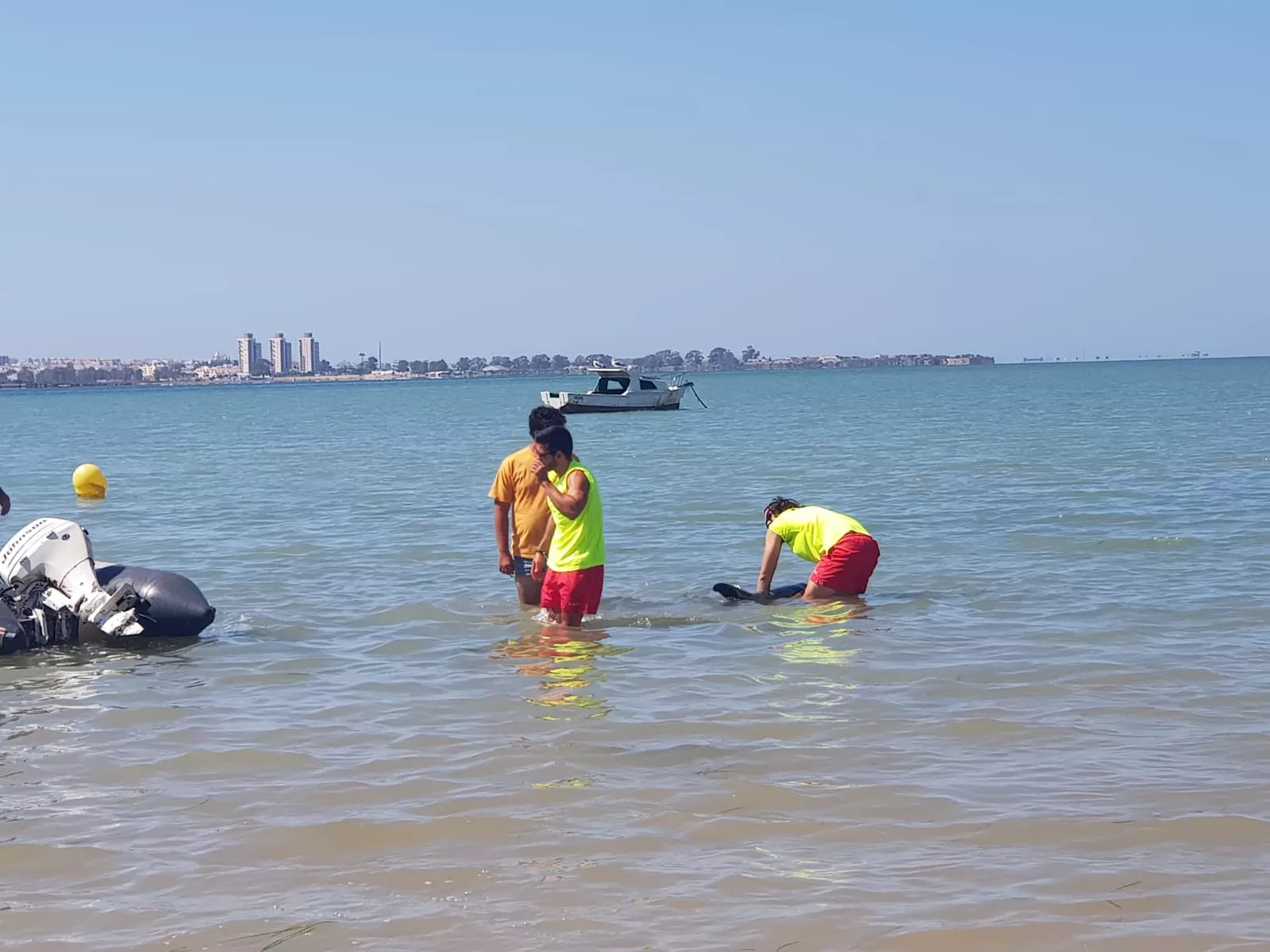 noticias cadiz delfin_0.jpg