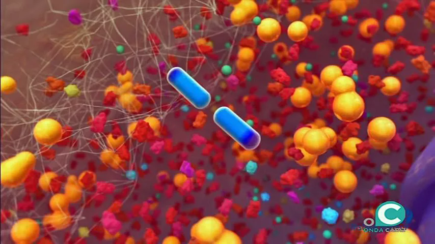 noticias cadiz  listeriosis que es.jpg