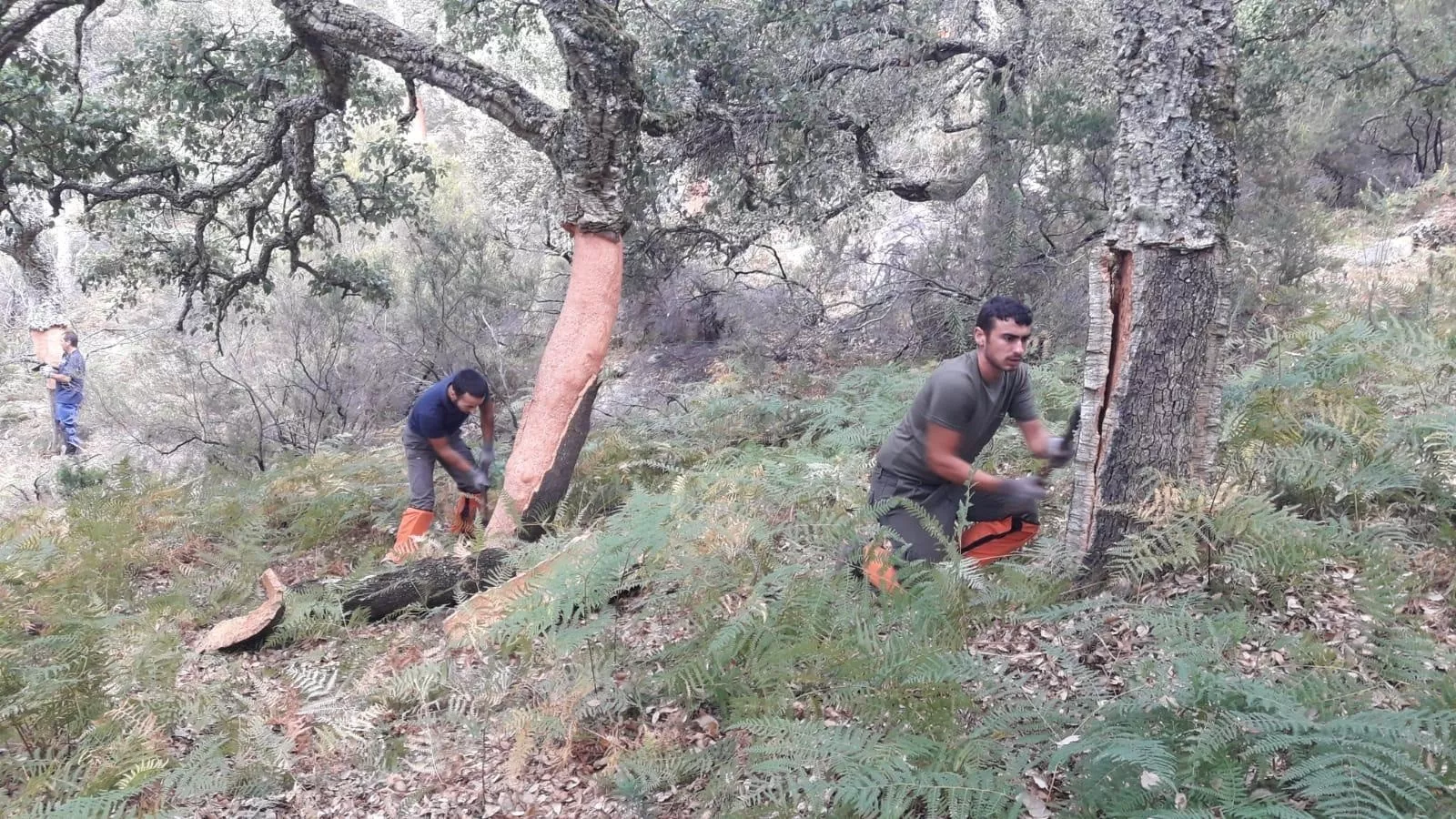 noticias cadiz corcheros.jpg