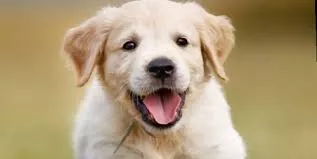 noticias cadiz perros.jpeg