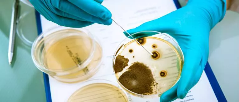 noticias cadiz Listeriosis.jpg