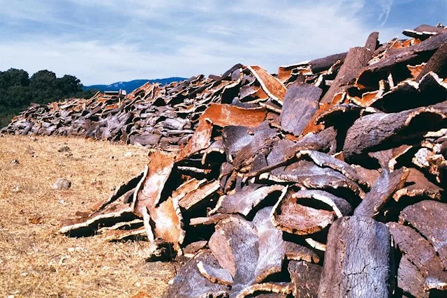 noticias cadiz corcho.jpg