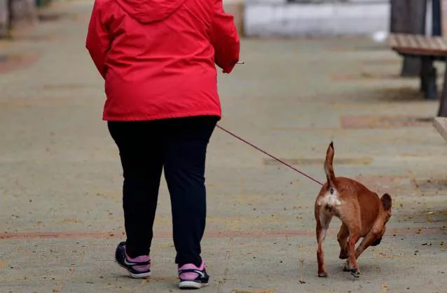 noticcias cadiz perros.jpg