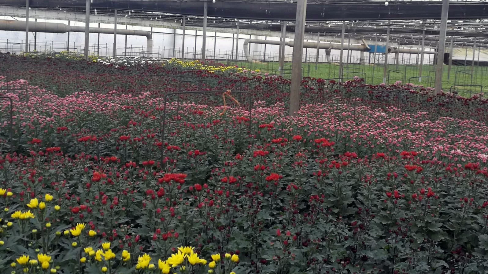 noticias cadiz flor cortada.jpg