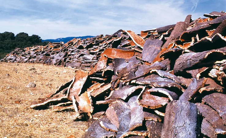 06_Corcho Alcornocales_interior.jpg