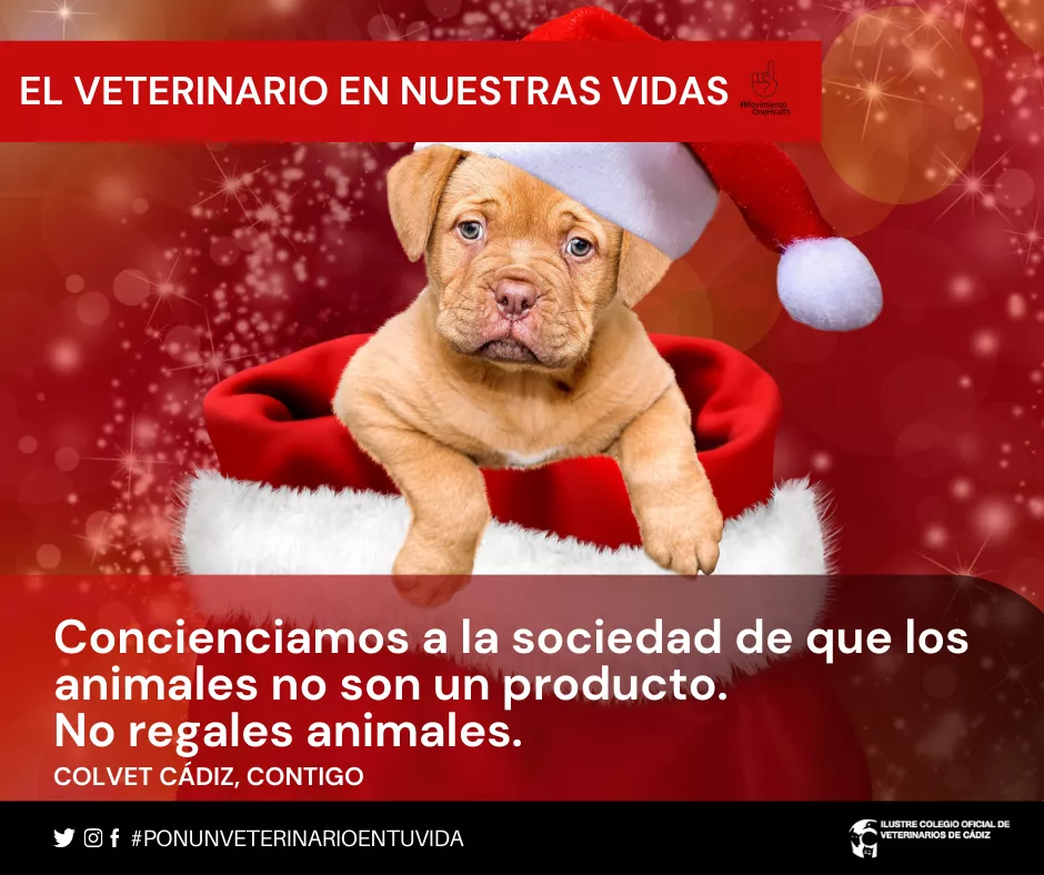 Campaña de tenencia responsable de mascotas 
