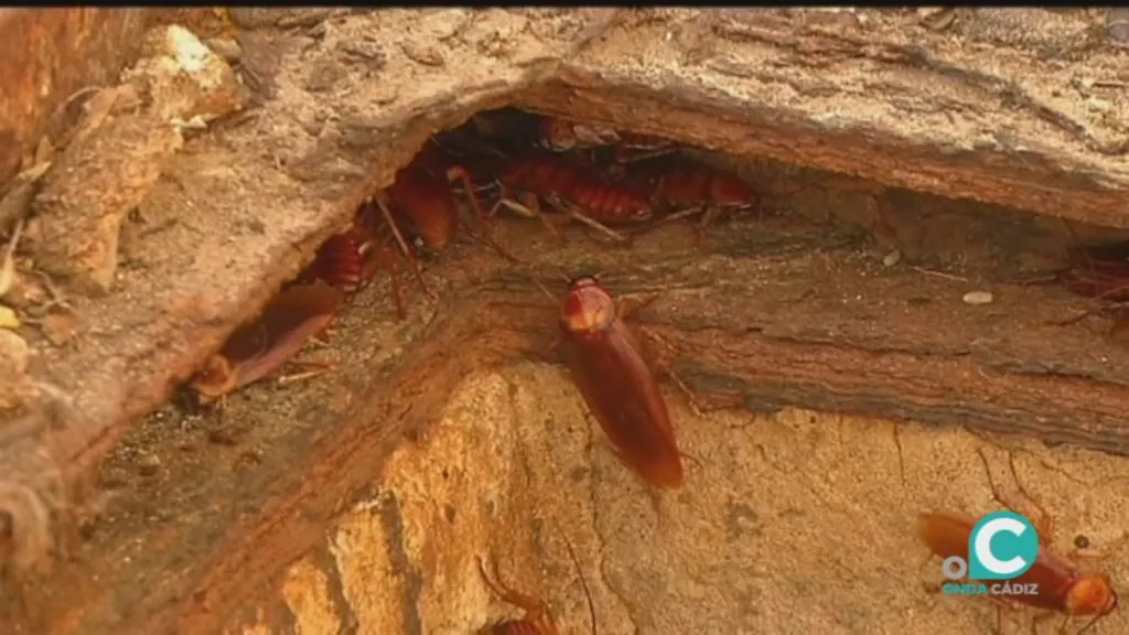 La campaña de desinsectación se ampliará hasta el 27 de agosto