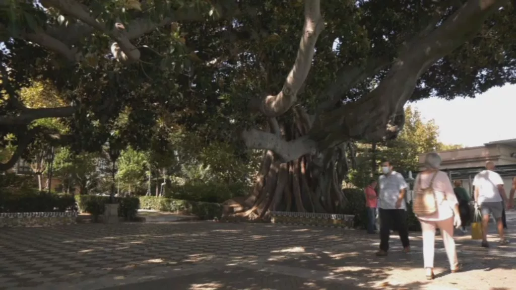 El Ayuntamiento realiza tratamientos de urgencia a cuatro árboles catalogados con el máximo grado de protección