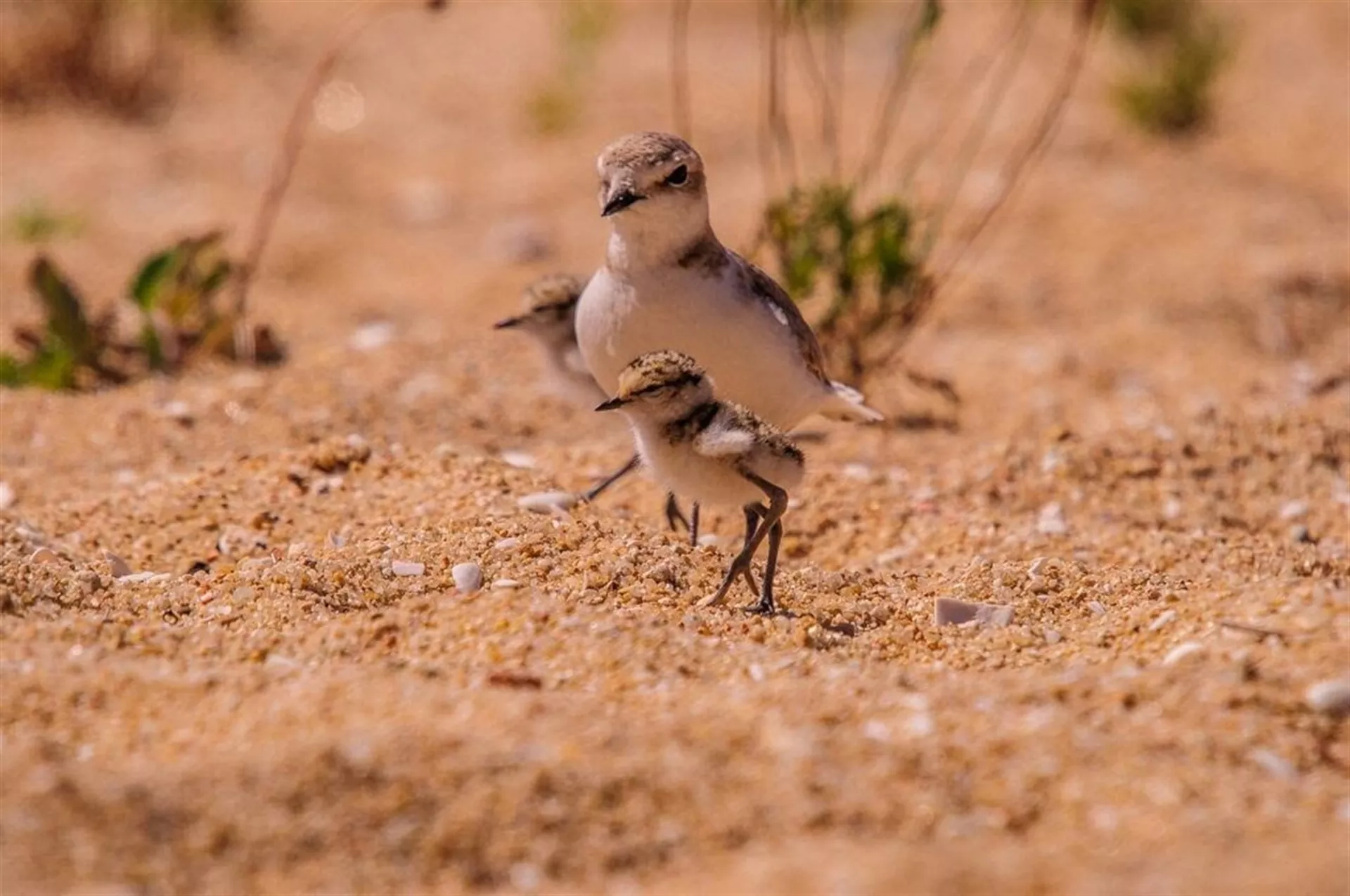 Chorlitejo patinegro