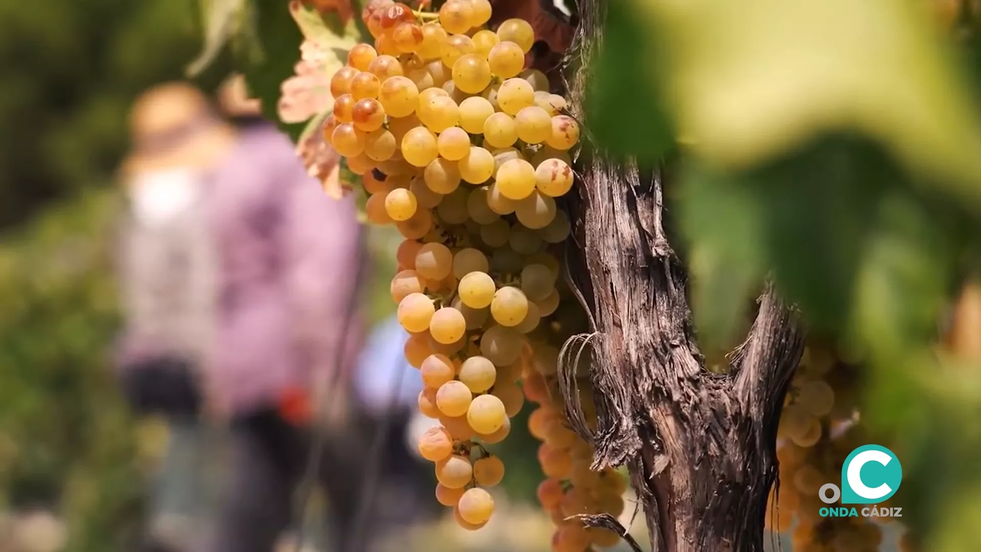 Las Bodegas Barbadillo, que han cumplido 200 años desde su fundación, es una de las galardonadas