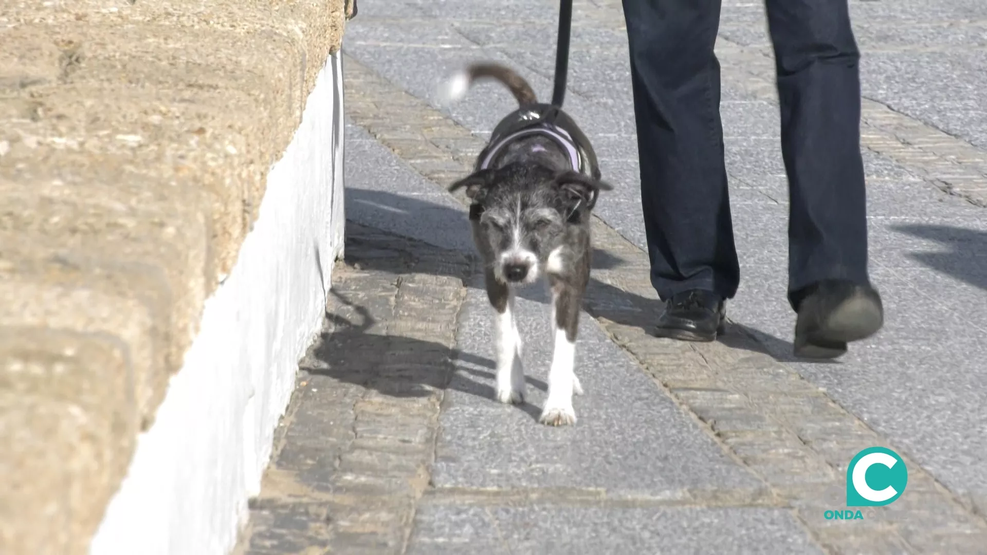 Desde el pasado 5 de enro las mascotas son consideradas “seres vivos dotados de sensibilidad” 