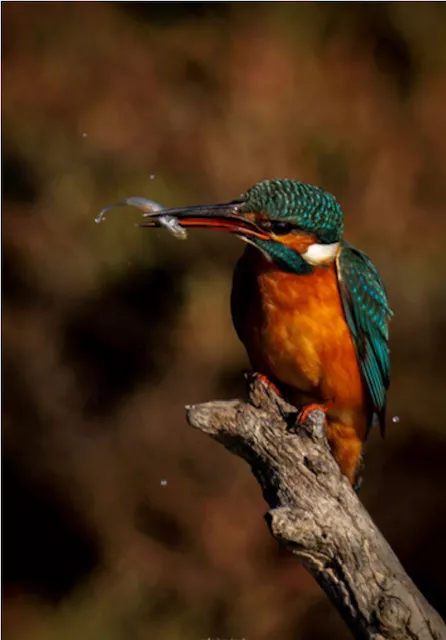 Foto de Martín Pescador, tomada por Rafa Izquierdo