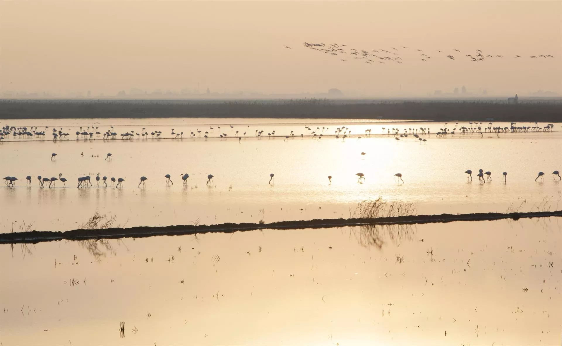 Doñana. Imagen de archivo
