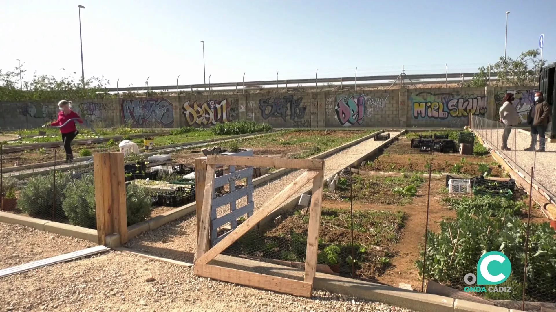 Los huertos urbanos en Cortadura.