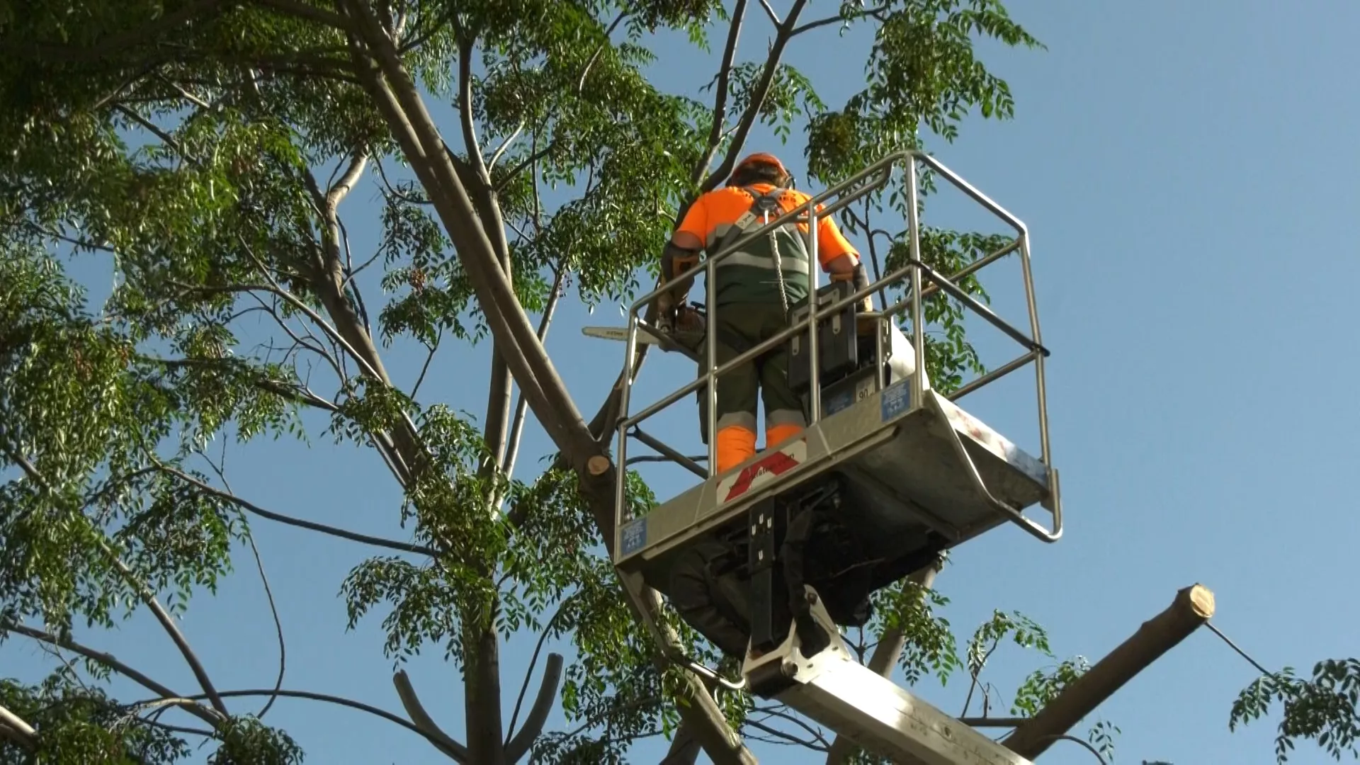 El Ayuntamiento ultima la poda de árboles en los entornos e itinerarios escolares de toda la ciudad