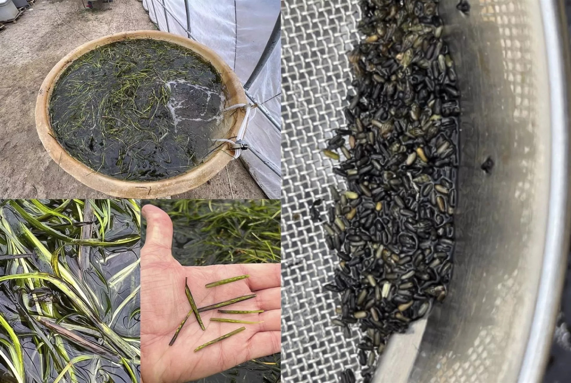 Investigadores Uca Publican El Primer Artículo Científico Sobre El Arroz Marino