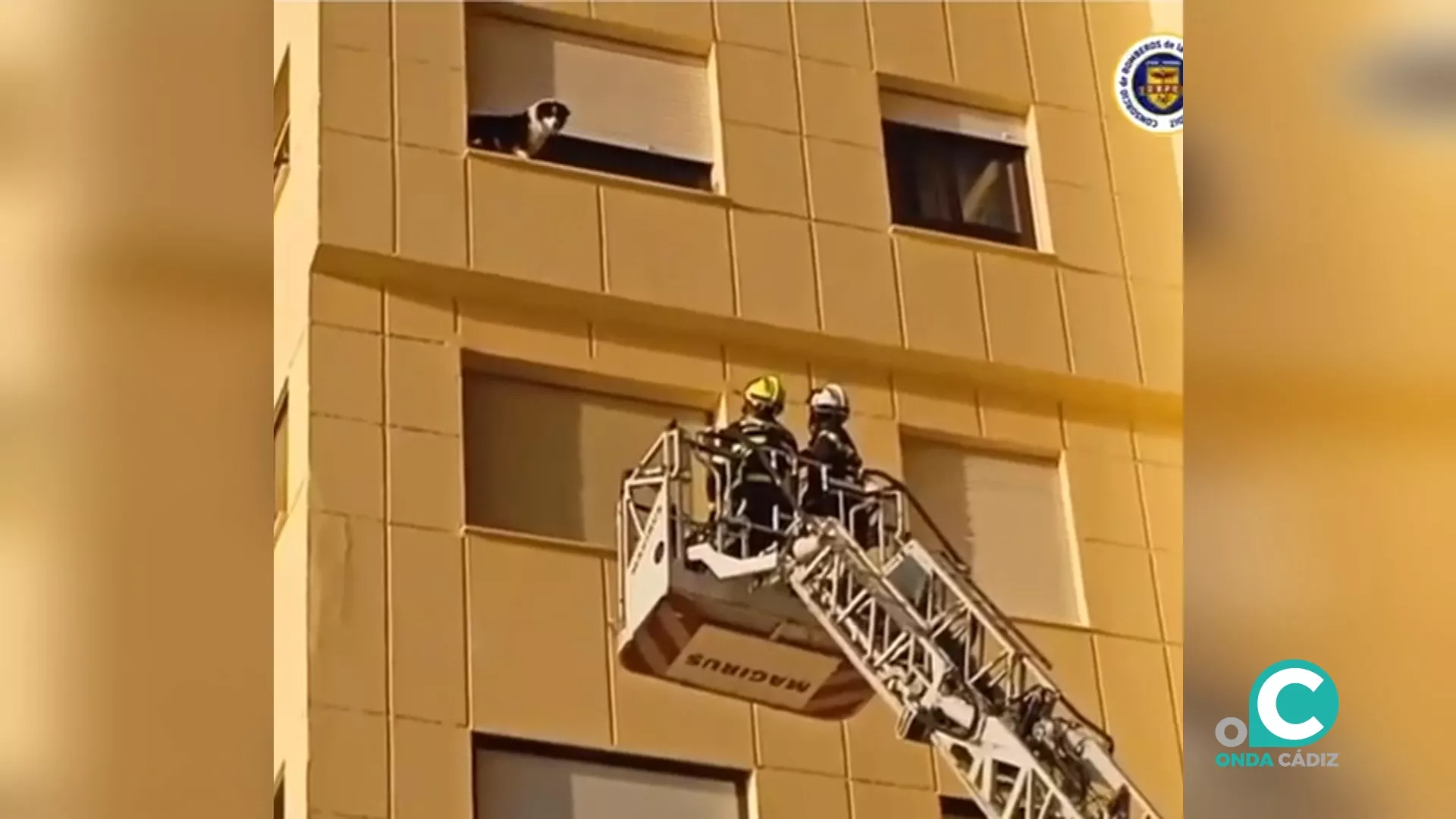 Bomberos rescatando a un perro en la calle Caracolas. 
