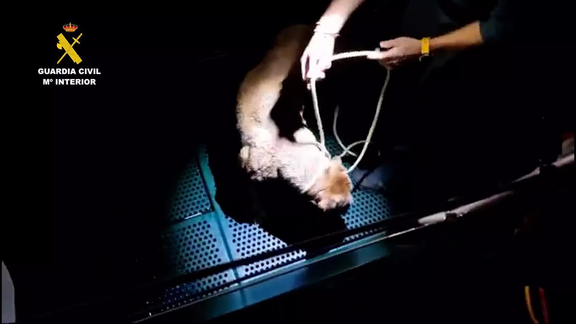 El animal tras ser puesto a salvo por efectivos de la Guardia Civil
