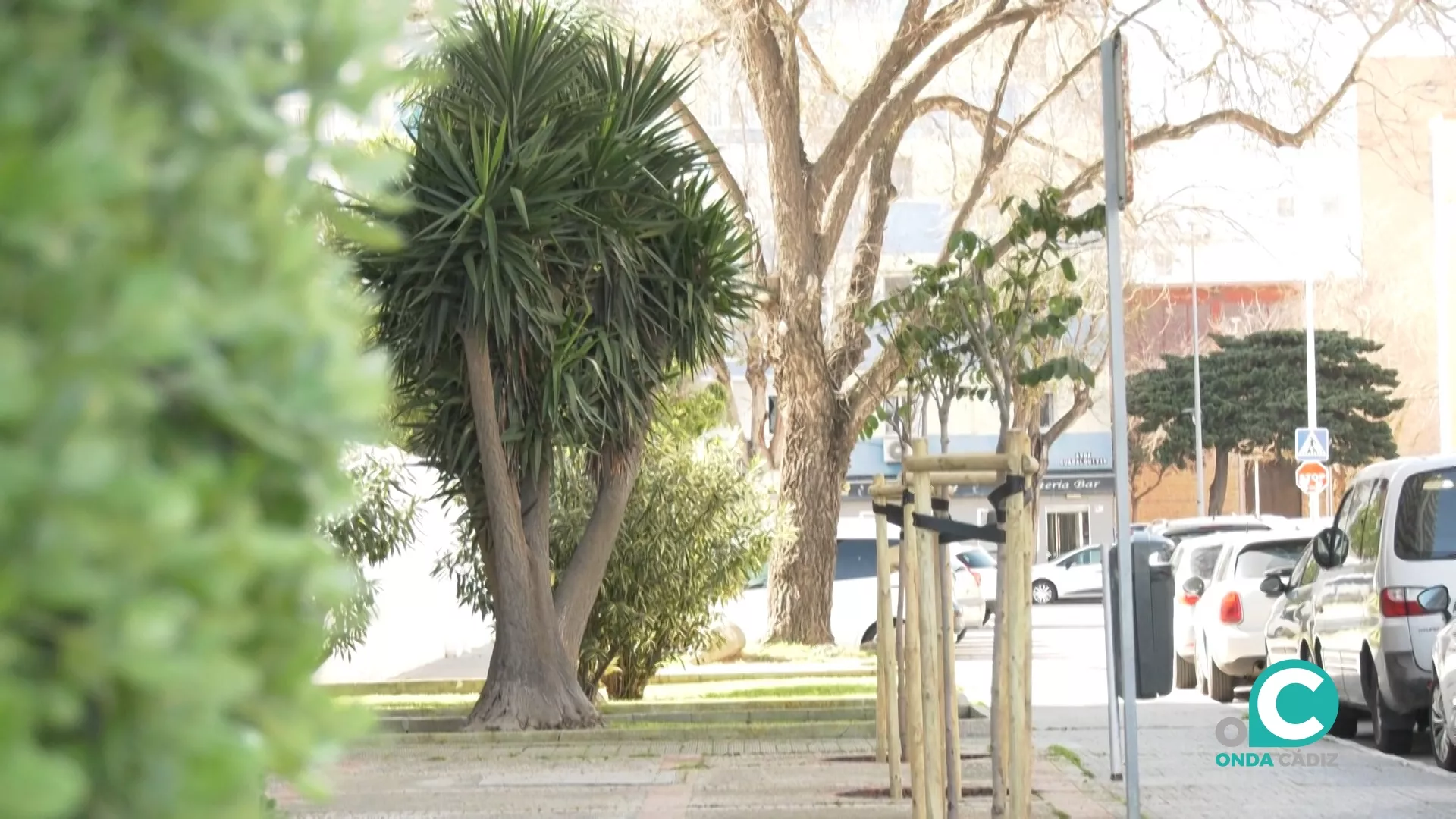 Nueva campaña de plantación de árboles.