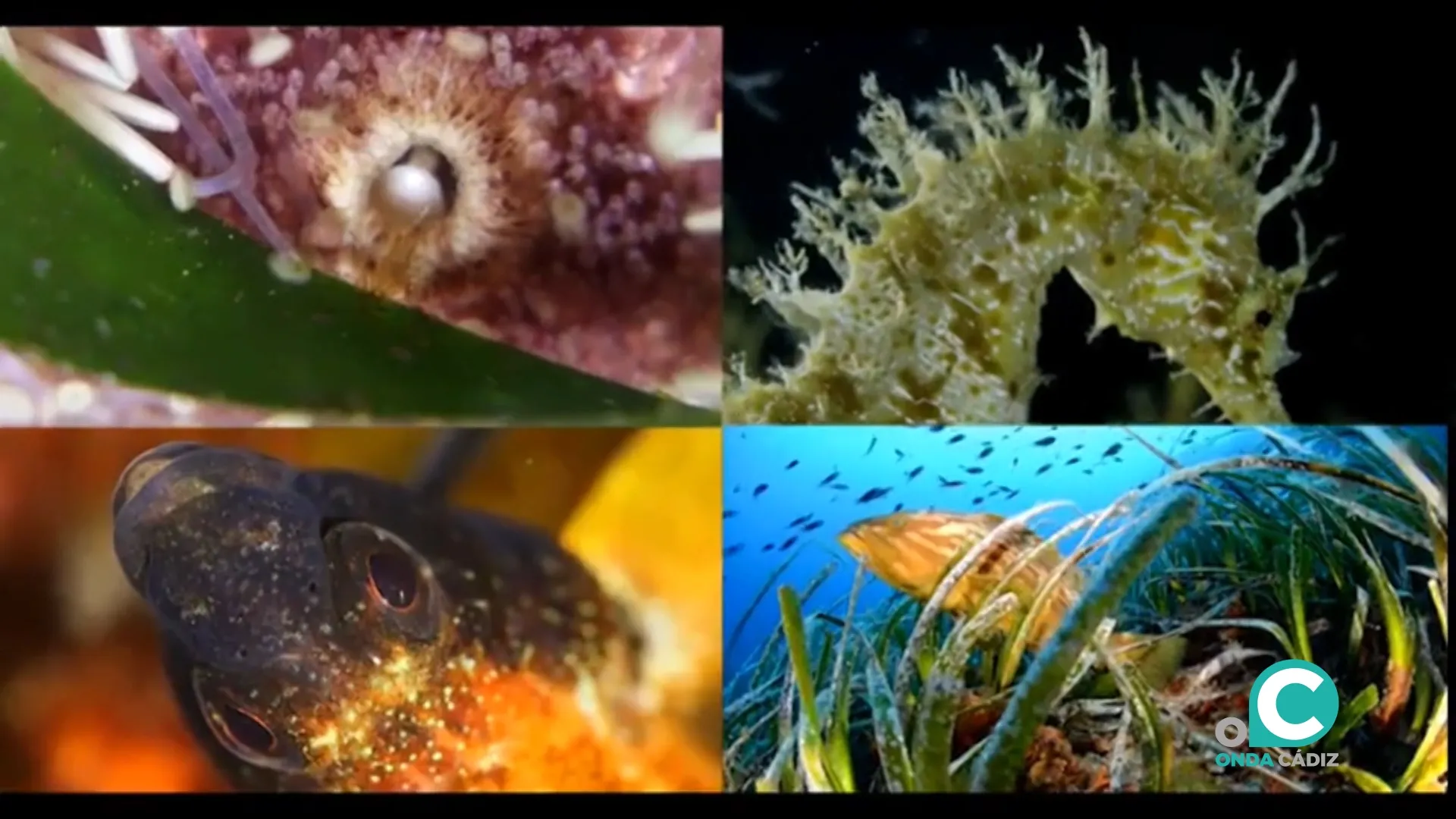 Imágenes que nos deja el Proyecto Posidonia.