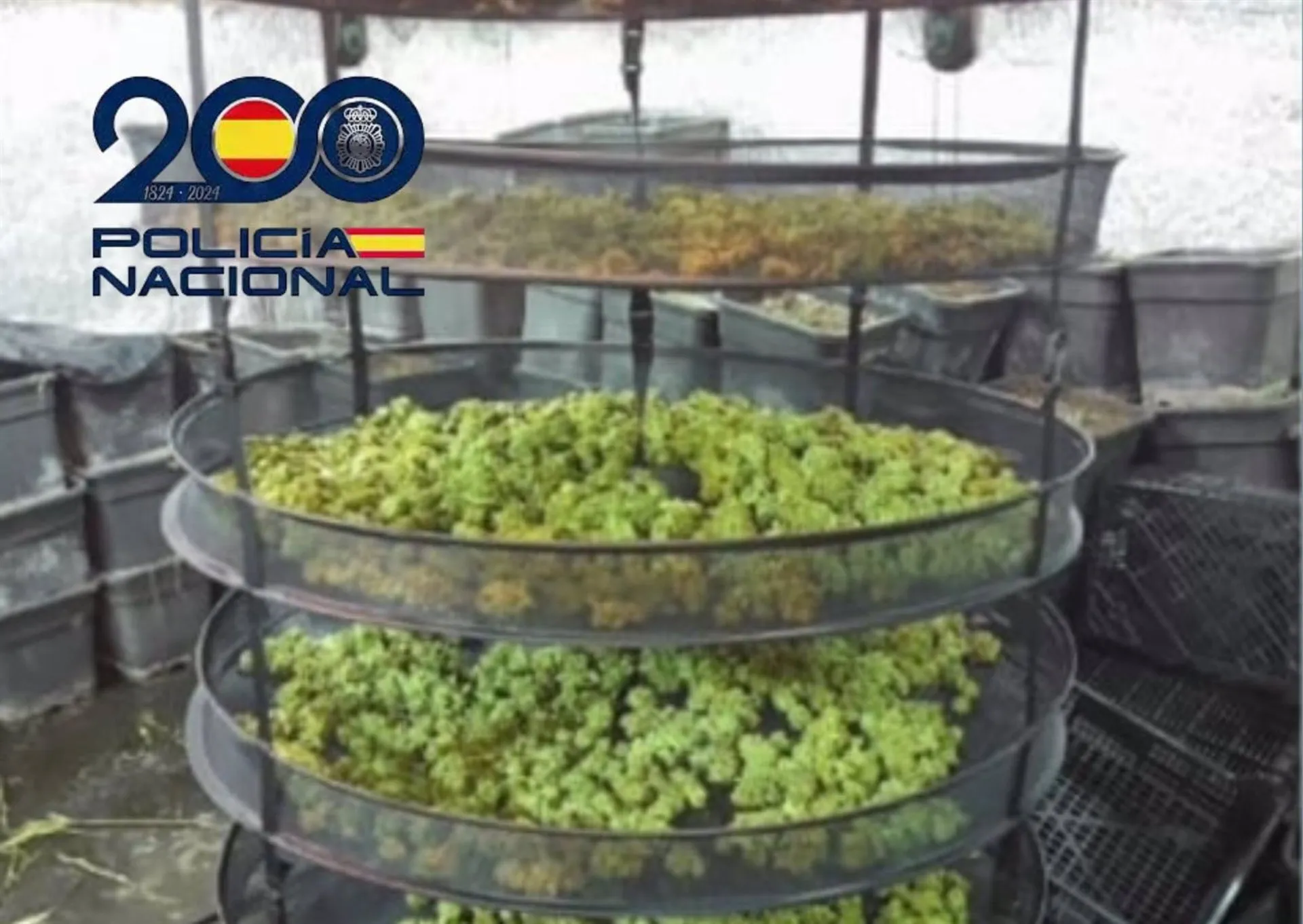 Cogollos de marihuana incautados en un operativo en Sanlúcar.