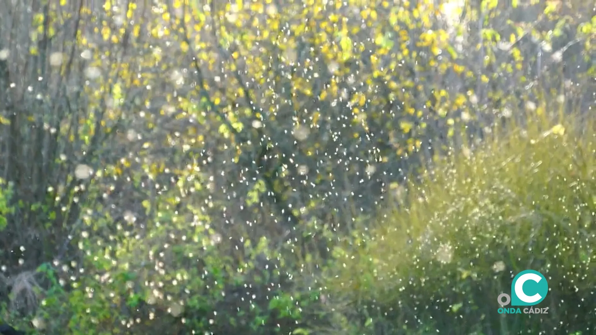 Salud informa a los ayuntamientos de la provincia sobre los planes de control de mosquitos. 