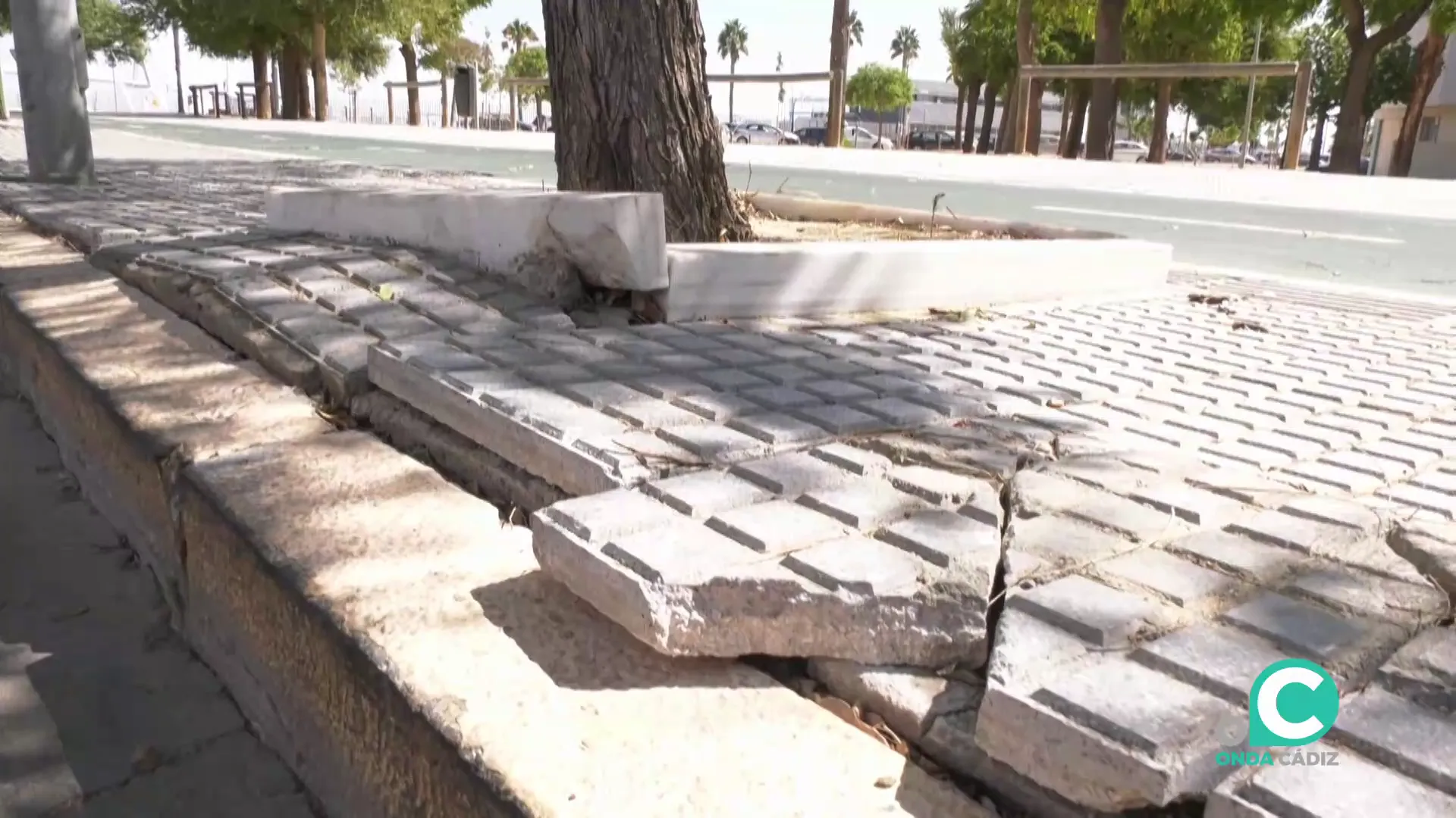 Estado del acerado por efecto de las raices de árboles en la capital gaditana