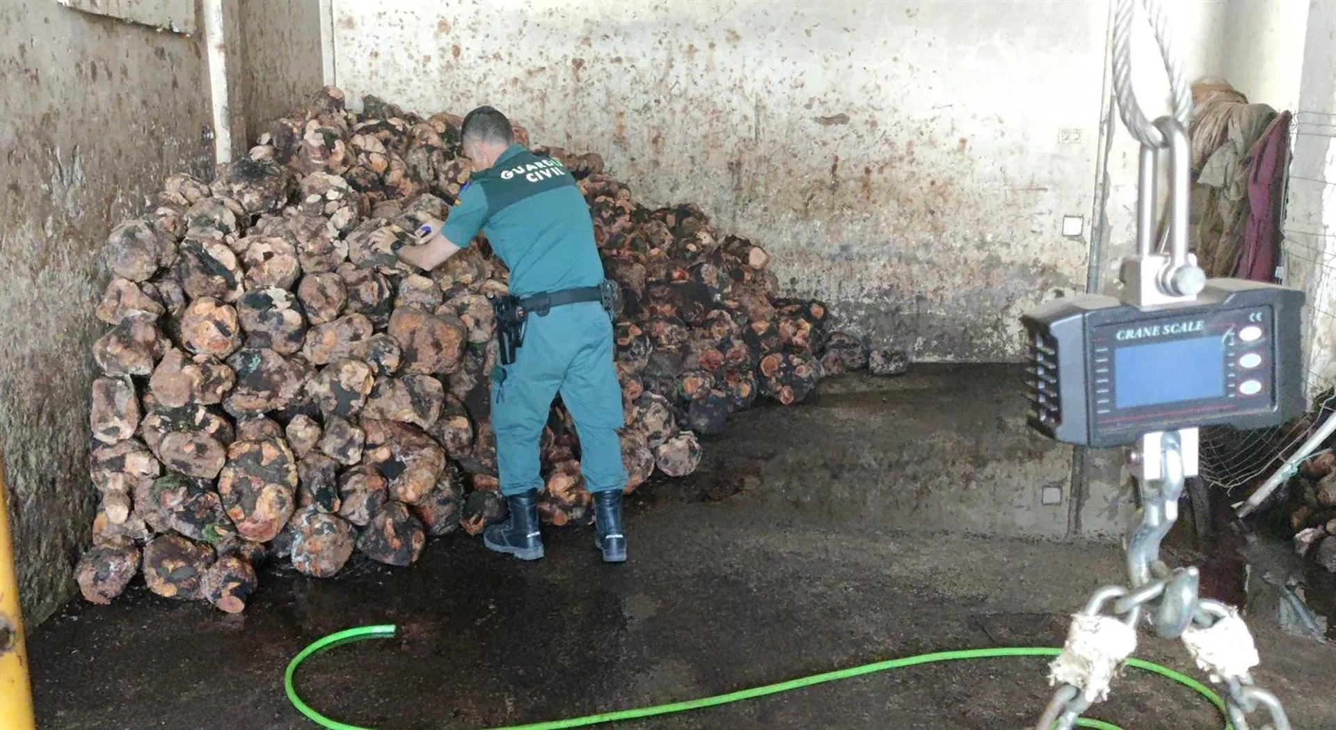 Un agente con las cepas de brezo halladas en la localidad gaditana