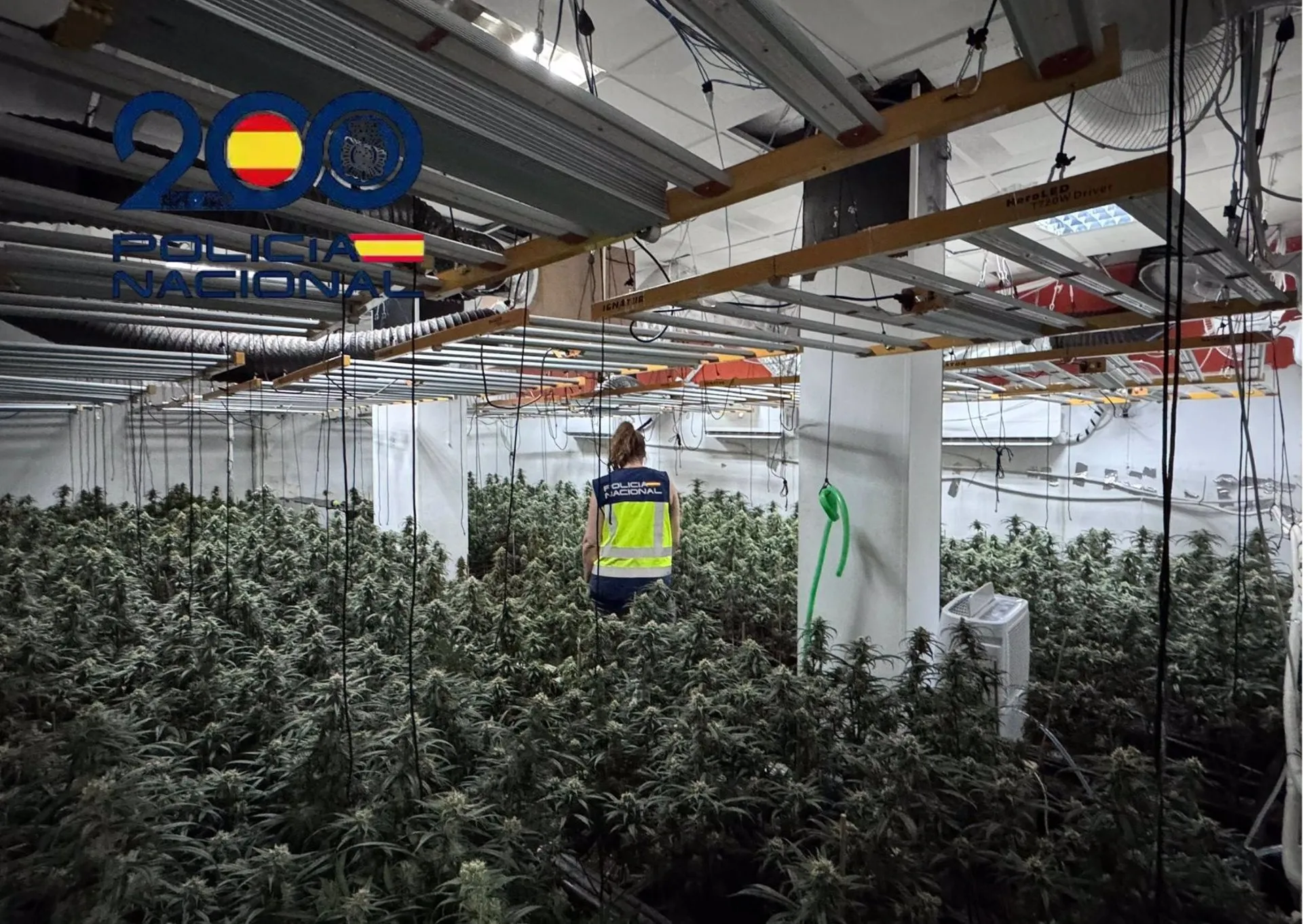 Plantación desmantelada en el centro de Sanlúcar.