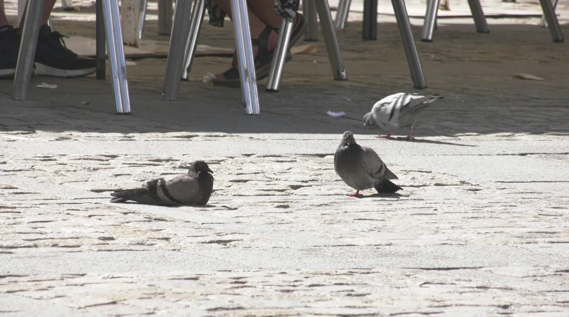Palomas en la plaza de la Catedral 