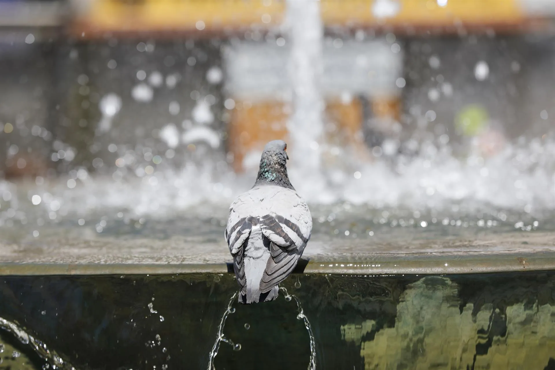 Una paloma en una fuente, en una imagen de archivo