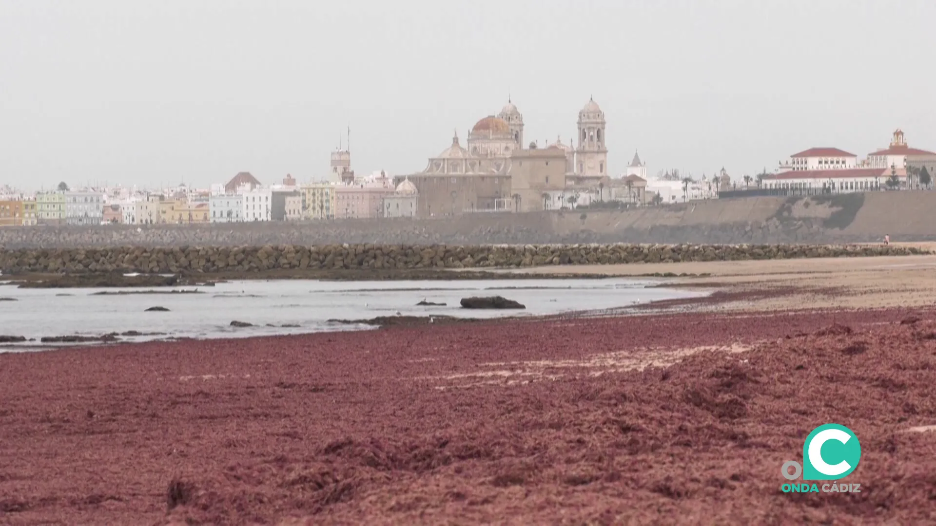 Alga invasora 'Rugulopterix okamurae' en la playa Santa María del Mar